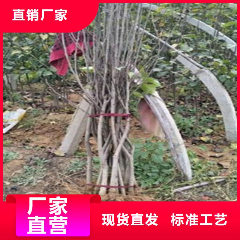 巴梨树苗成活率高