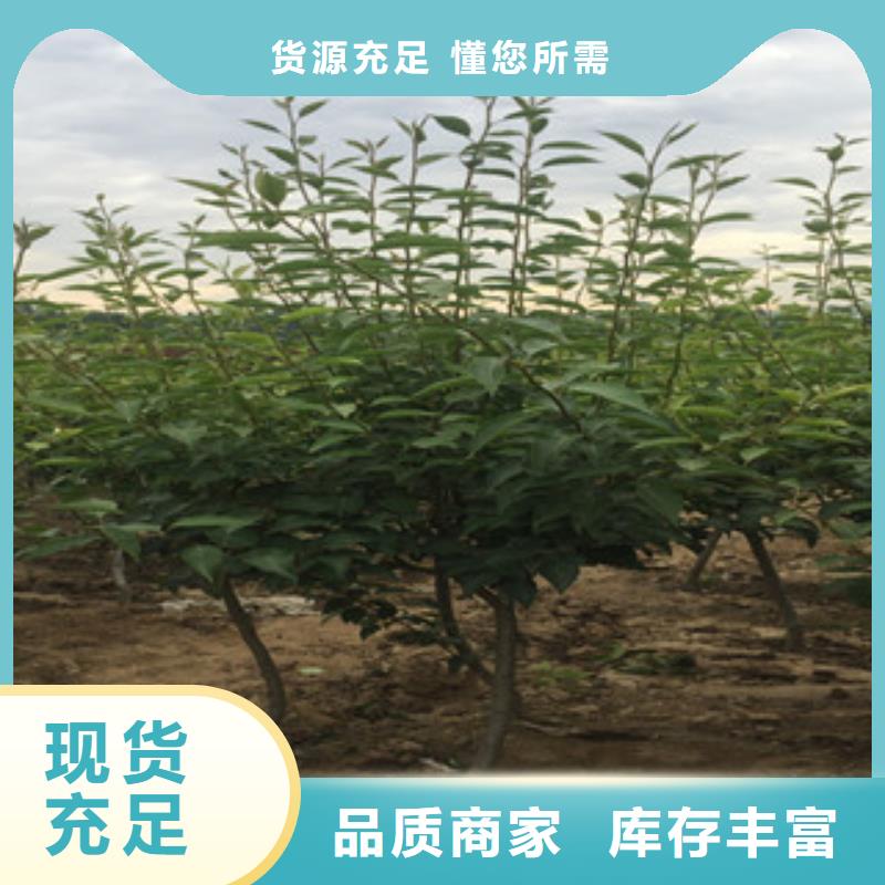 中熟梨树苗12厘米