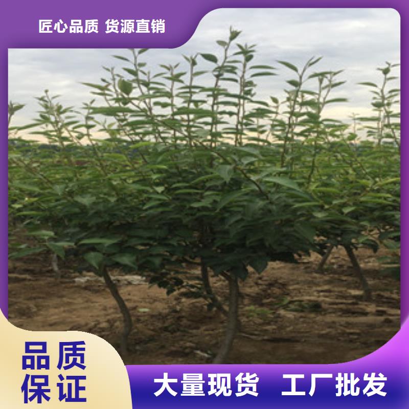 青花梨树苗哪里的价格低