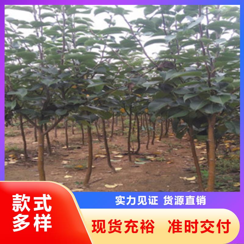 西洋梨树苗种植方法