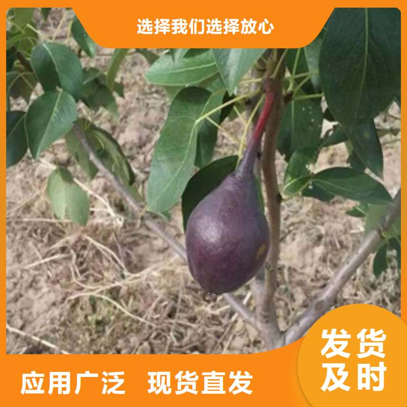 茄梨苗批发价格