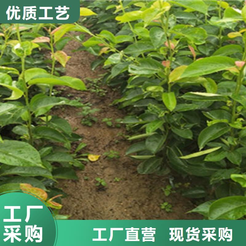 冬蜜梨树苗批发价格