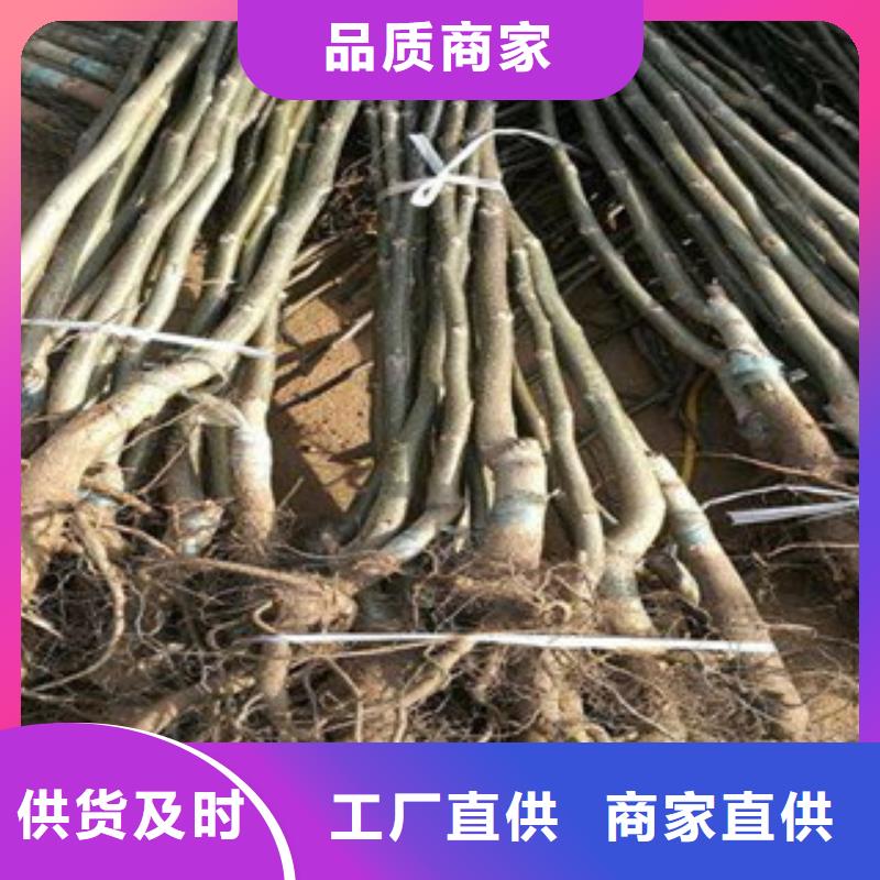 30厘米种植方法及时间