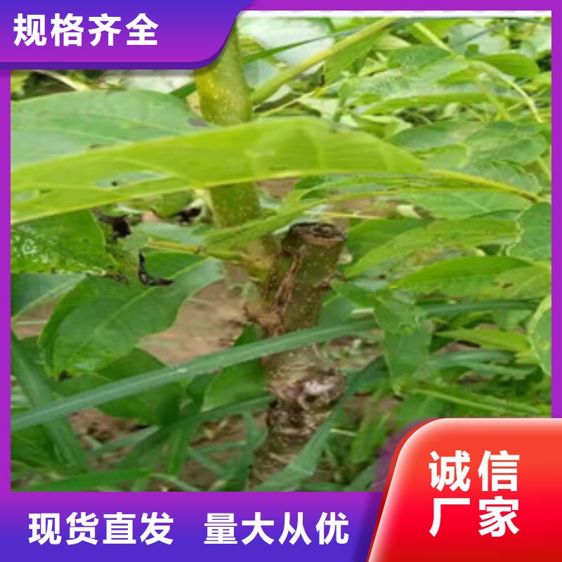 核桃苗原廠