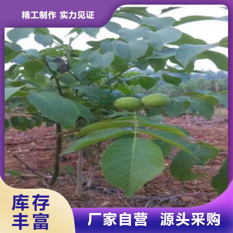 核桃苗老品牌值得信賴