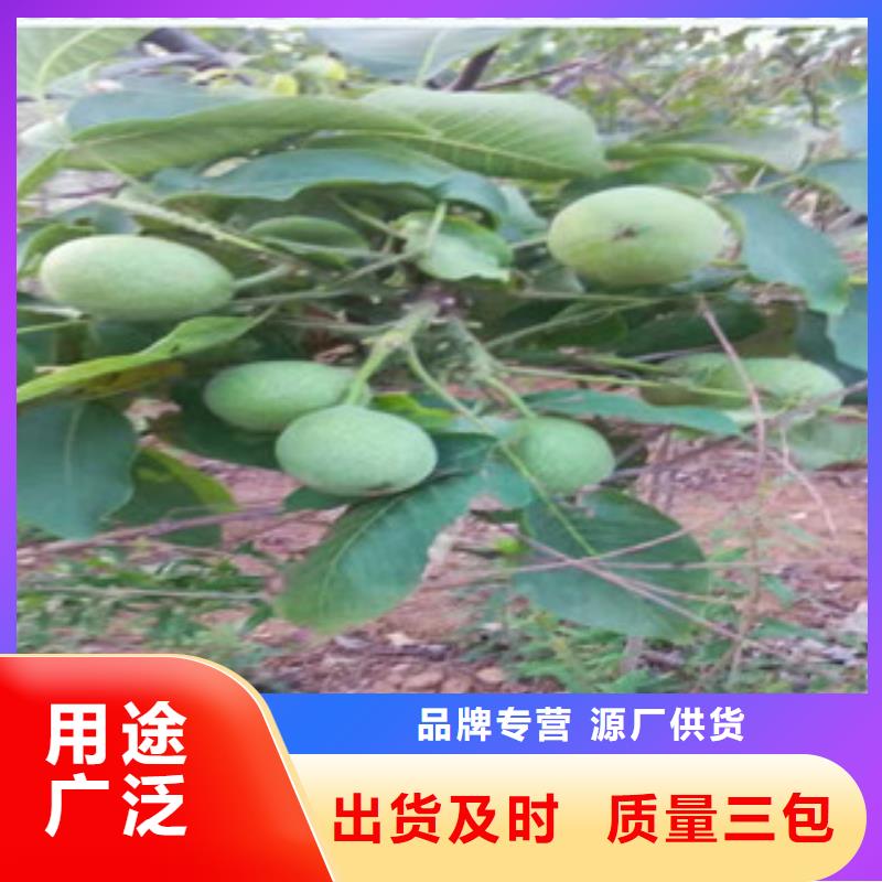 庫存充足的核桃苗生產廠家