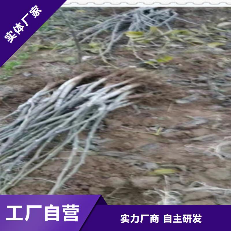 核桃苗生产基地厂家