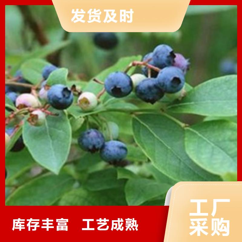 粉蓝蓝莓树苗6公分