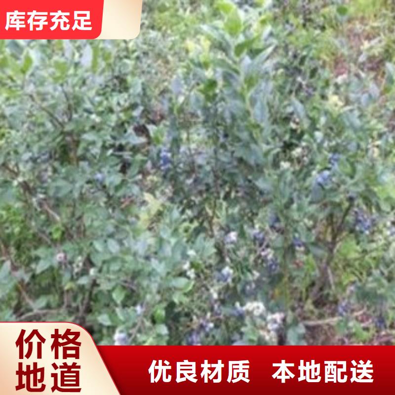 兔眼蓝莓树苗种植方法