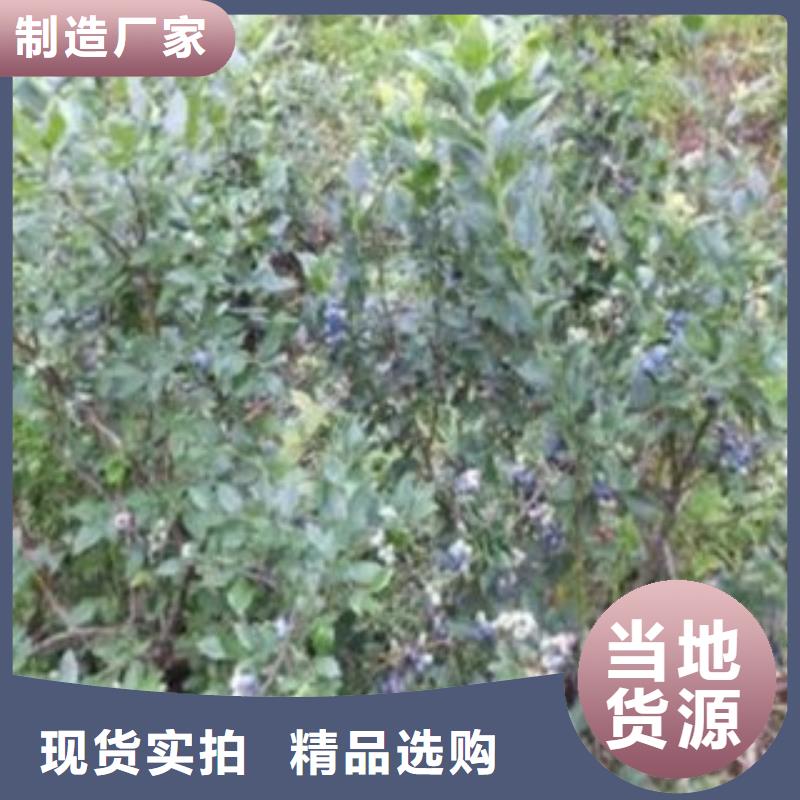 芭尔德温蓝莓树苗7公分