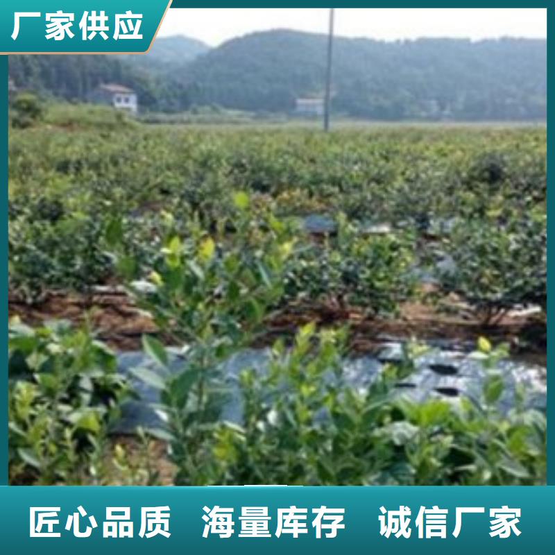 阳光蓝蓝莓苗树苗批发基地