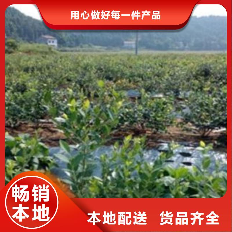 粉蓝蓝莓树苗6公分