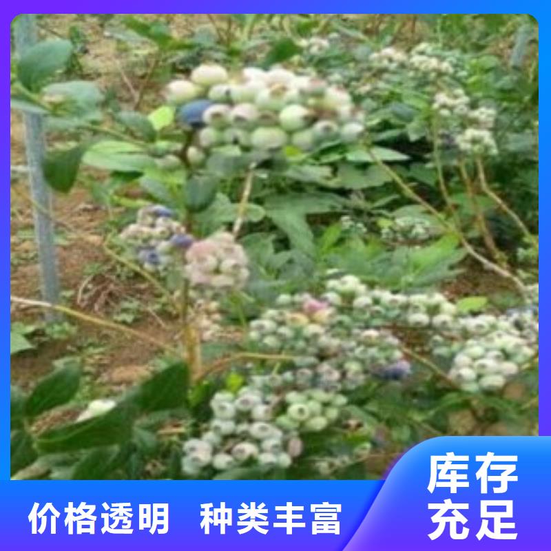 大粒星蓝莓树苗病虫防治