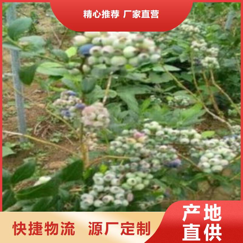 布莱特蓝莓树苗专业合作社