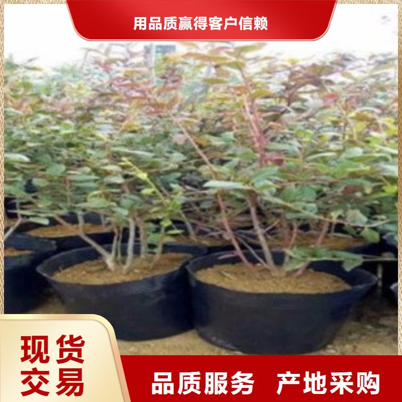 考斯特蓝莓树苗批发价格