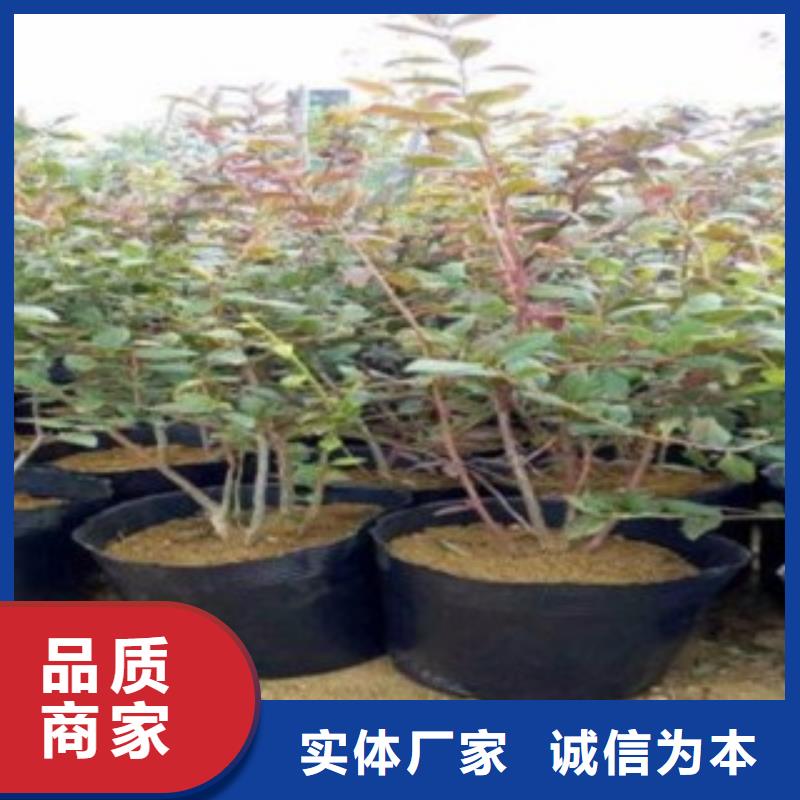 巨丰蓝莓树苗几年结果