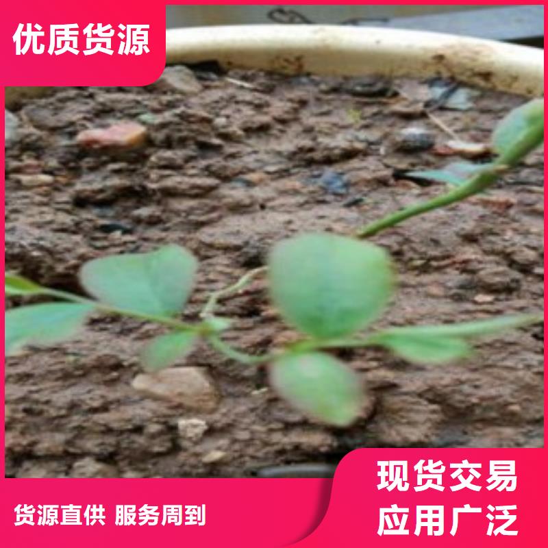 康维尔蓝莓树苗种植基地