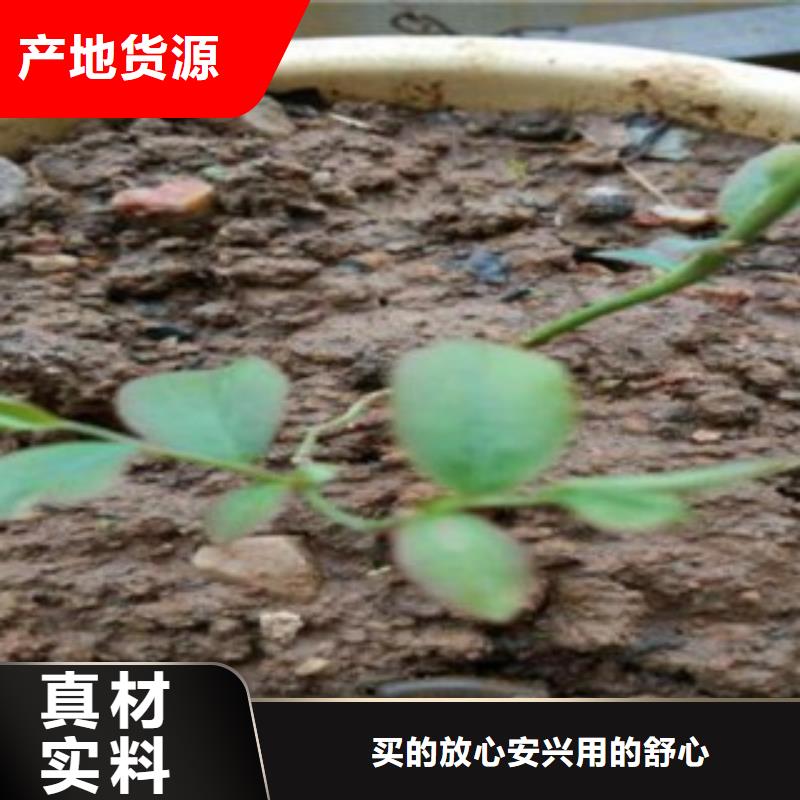 门梯蓝莓树苗种植时间