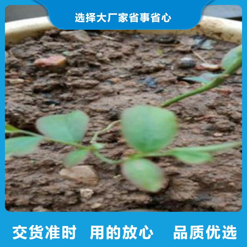 哈里森蓝莓树苗批发基地