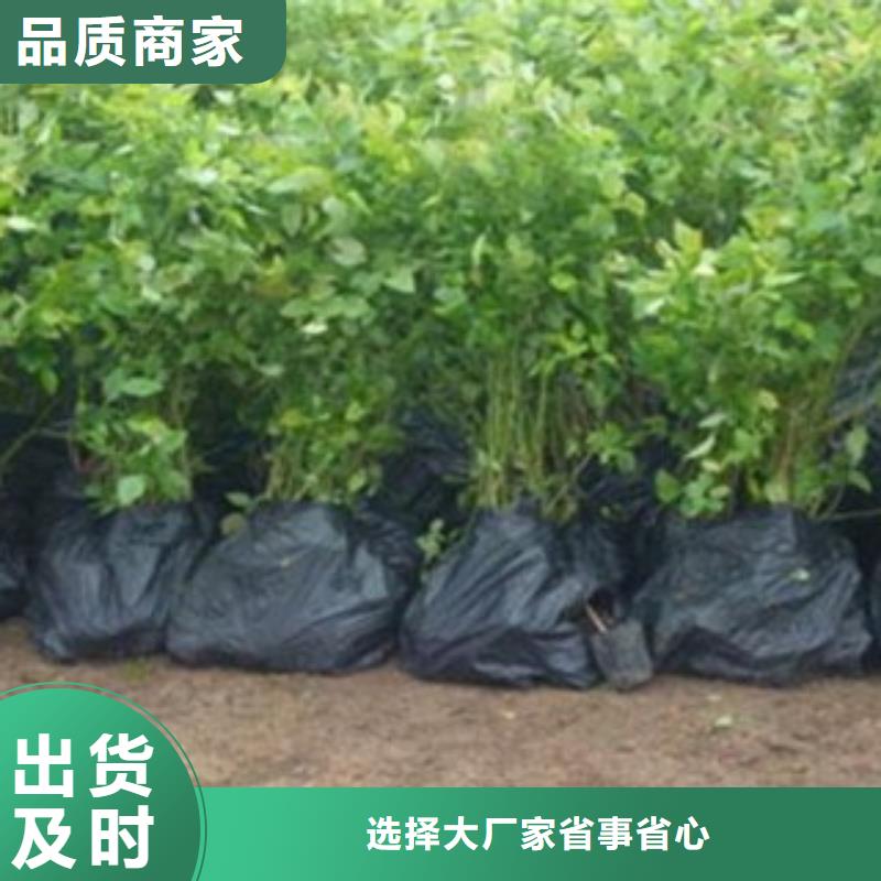 公爵蓝莓树苗基地