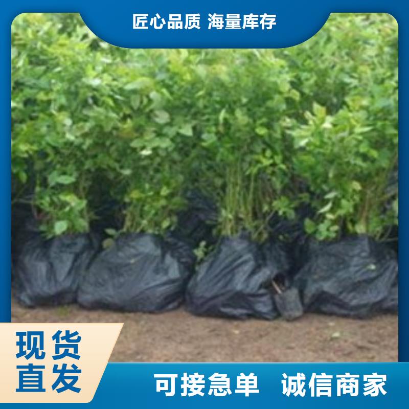 蓝光蓝莓树苗种植基地