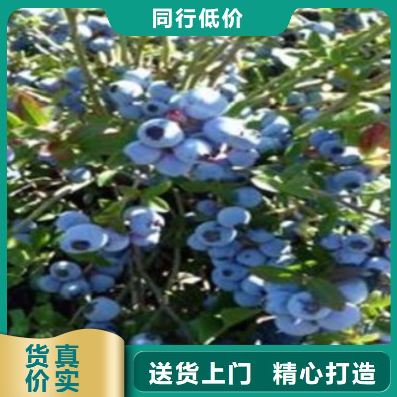 顶峰蓝莓树苗哪里有卖的