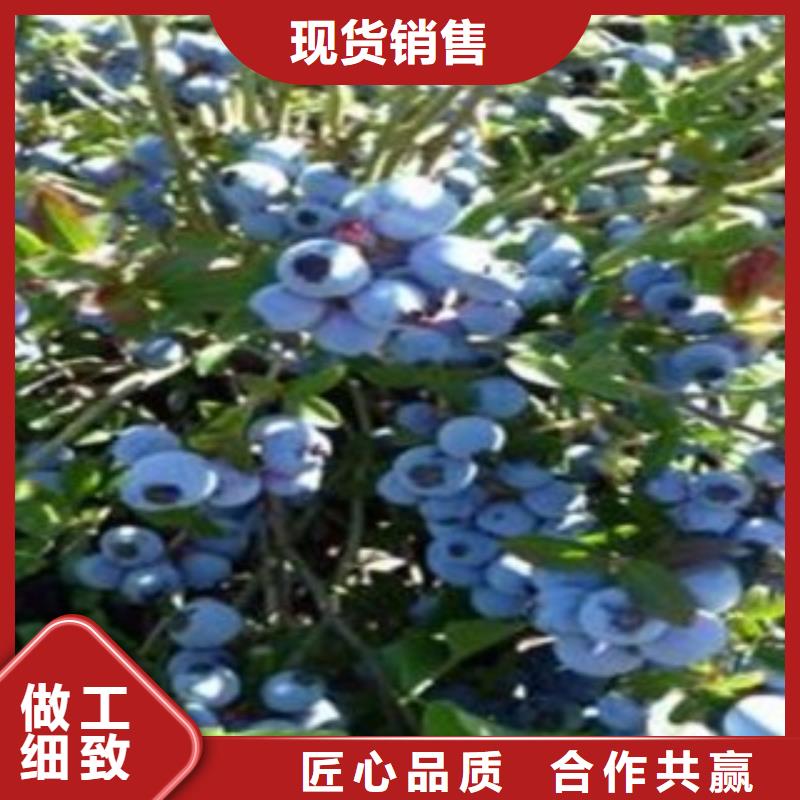 埃利奥特蓝莓树苗苗木基地