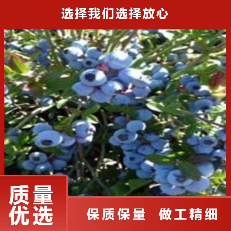 N-B-3蓝莓树苗种植时间