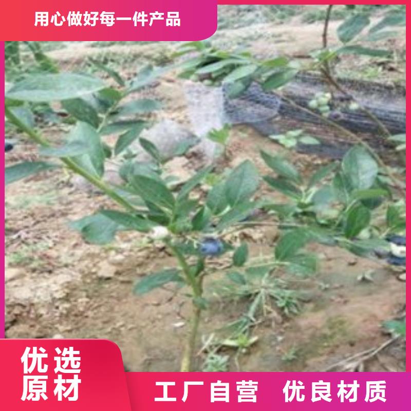 坤蓝蓝莓树苗批发低价