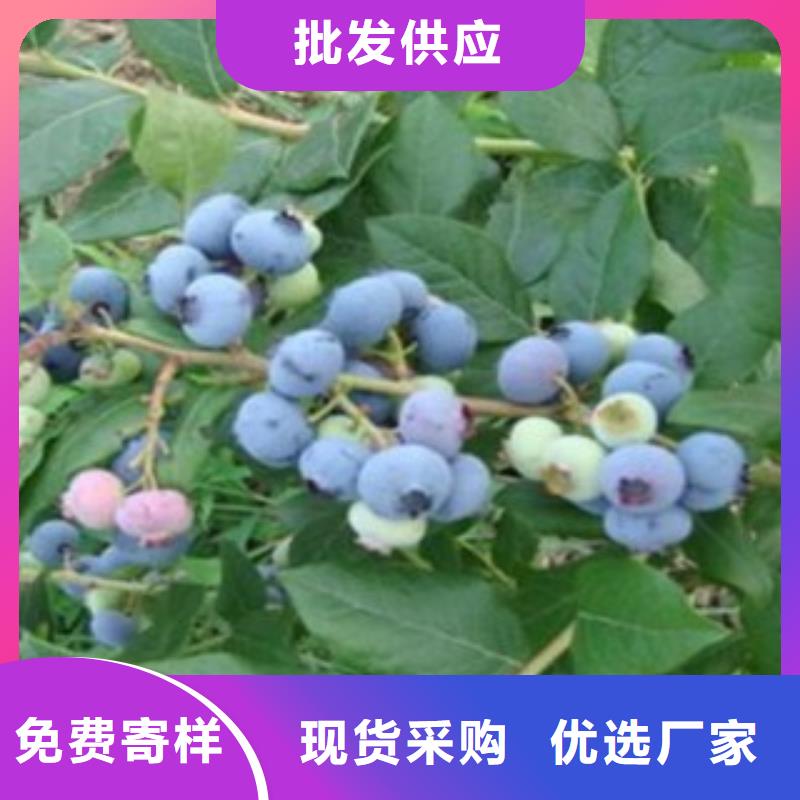 康维尔蓝莓树苗种植基地