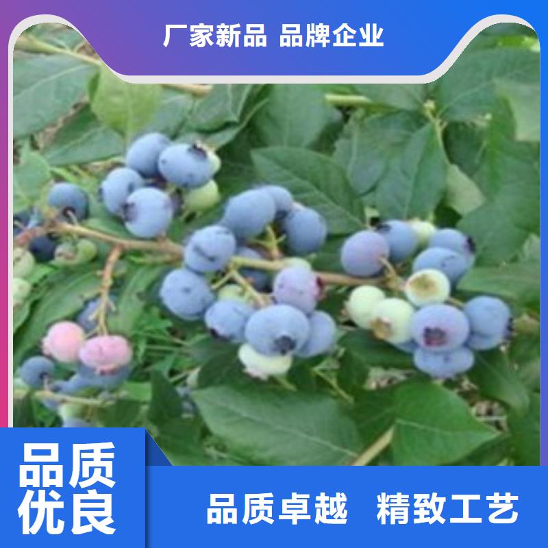 南部高丛蓝莓树苗批发