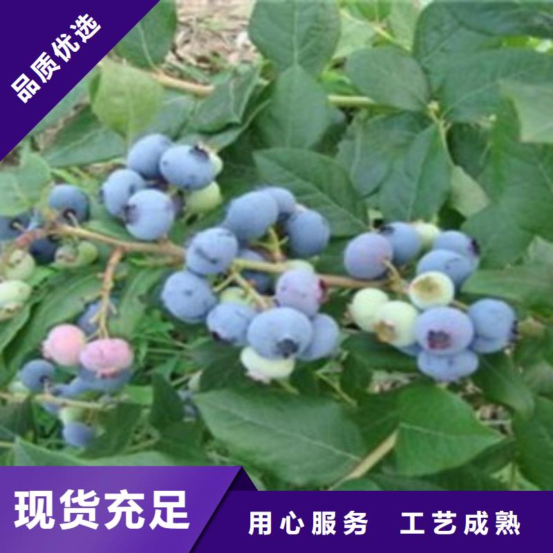 布莱特蓝莓树苗专业合作社