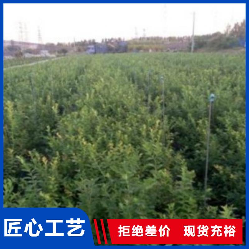 艾克塔蓝莓树苗种植基地