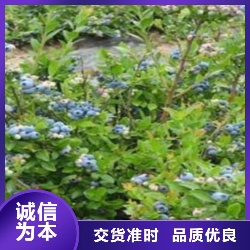 梯芙蓝蓝莓树苗