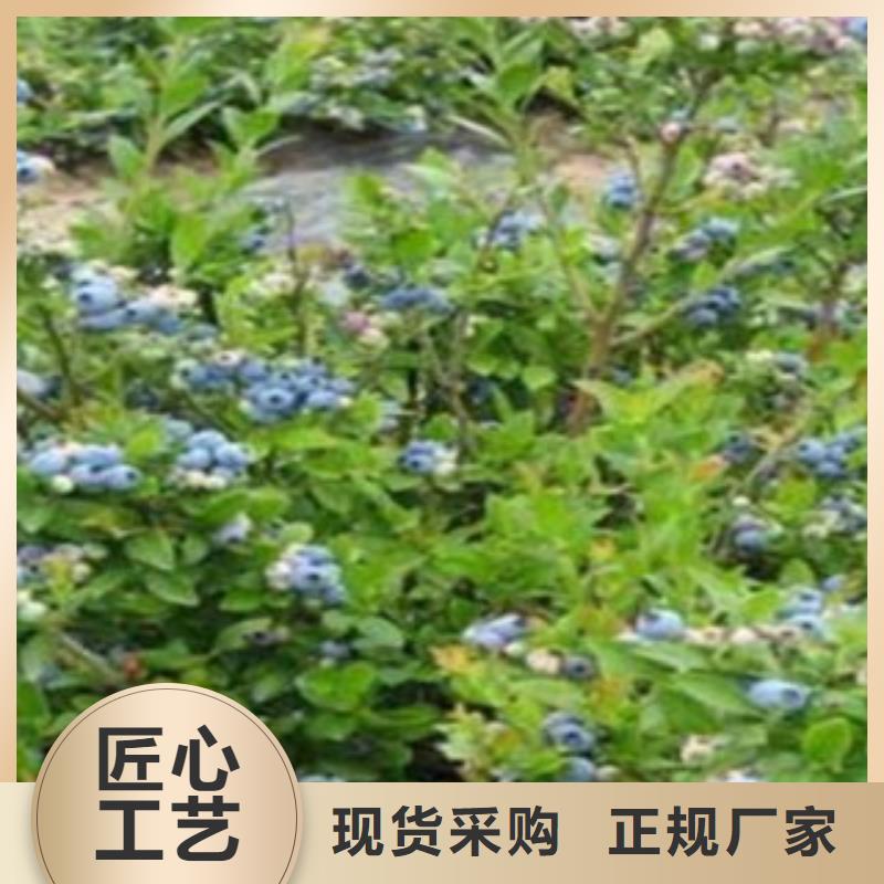 布莱特蓝莓树苗专业合作社