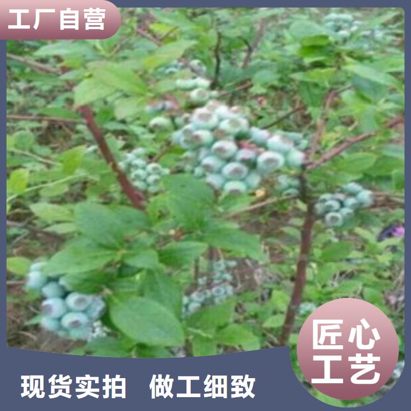 爱国者蓝莓树苗生产基地