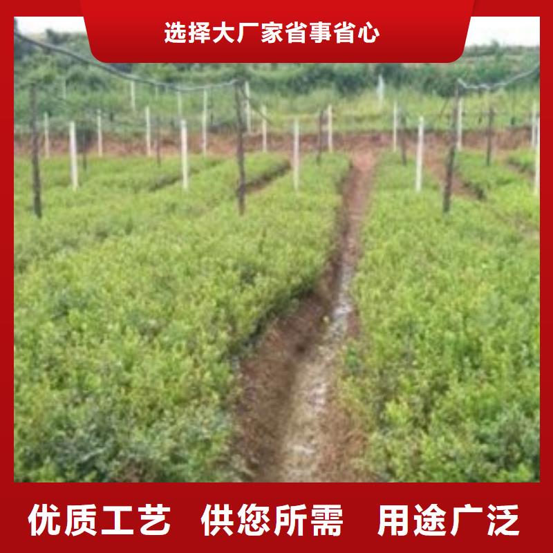 T-100蓝莓树苗2公分