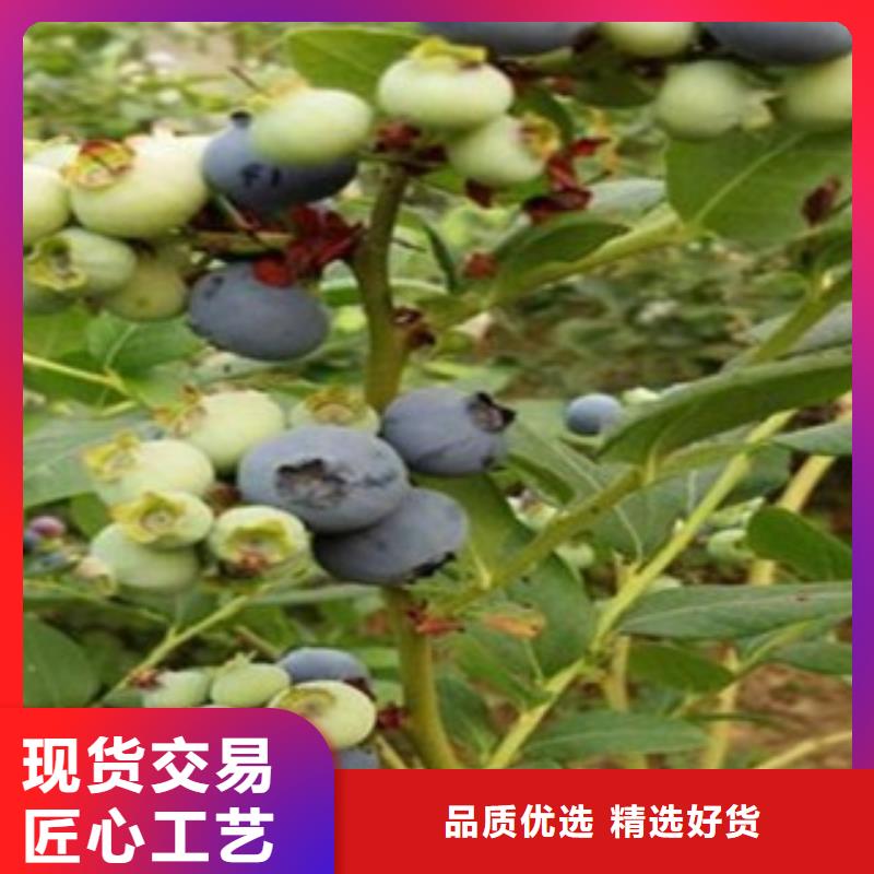 奥尼尔蓝莓树苗