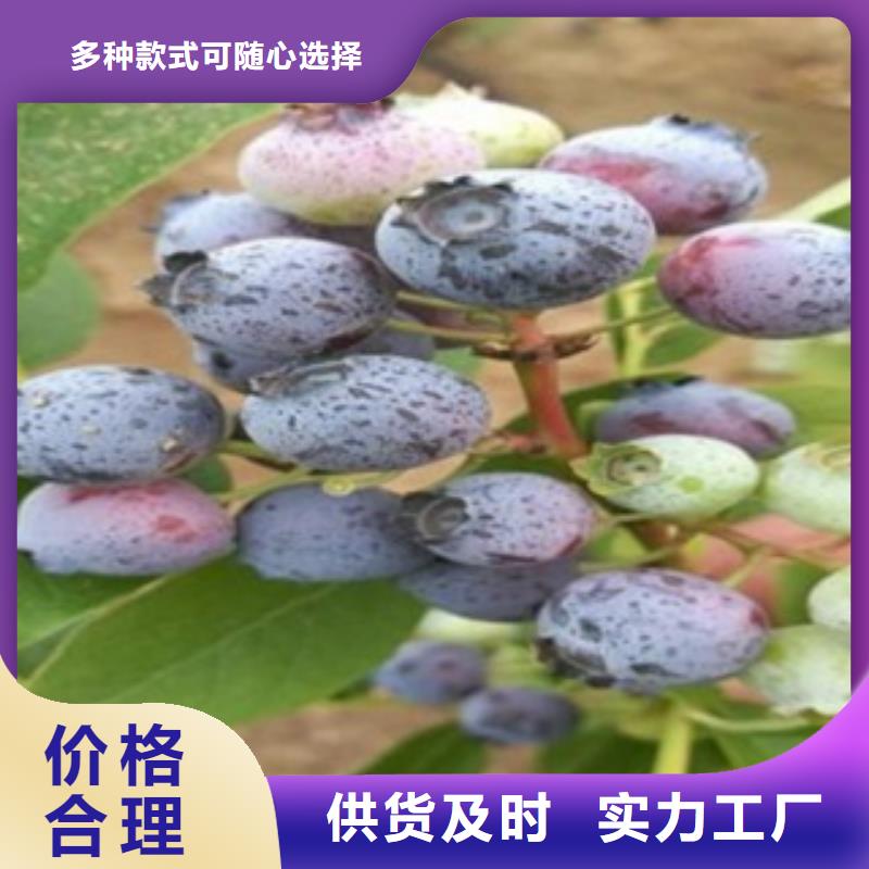 阳光蓝蓝莓苗树苗品种介绍