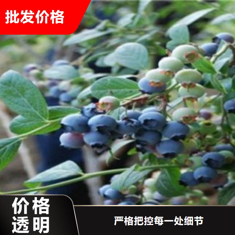 兔眼蓝莓树苗种植方法