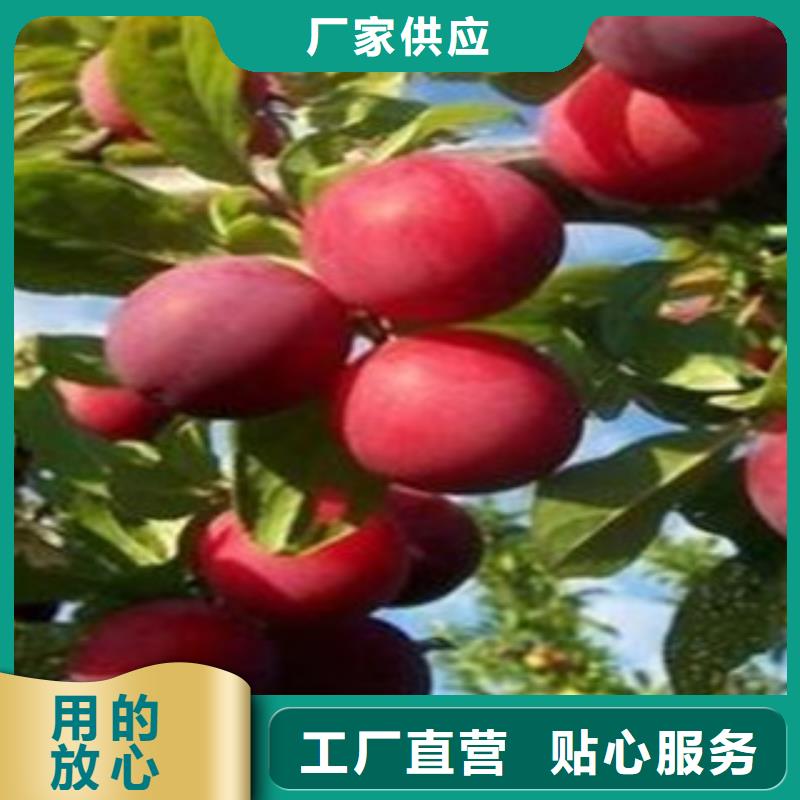李子苗回收
