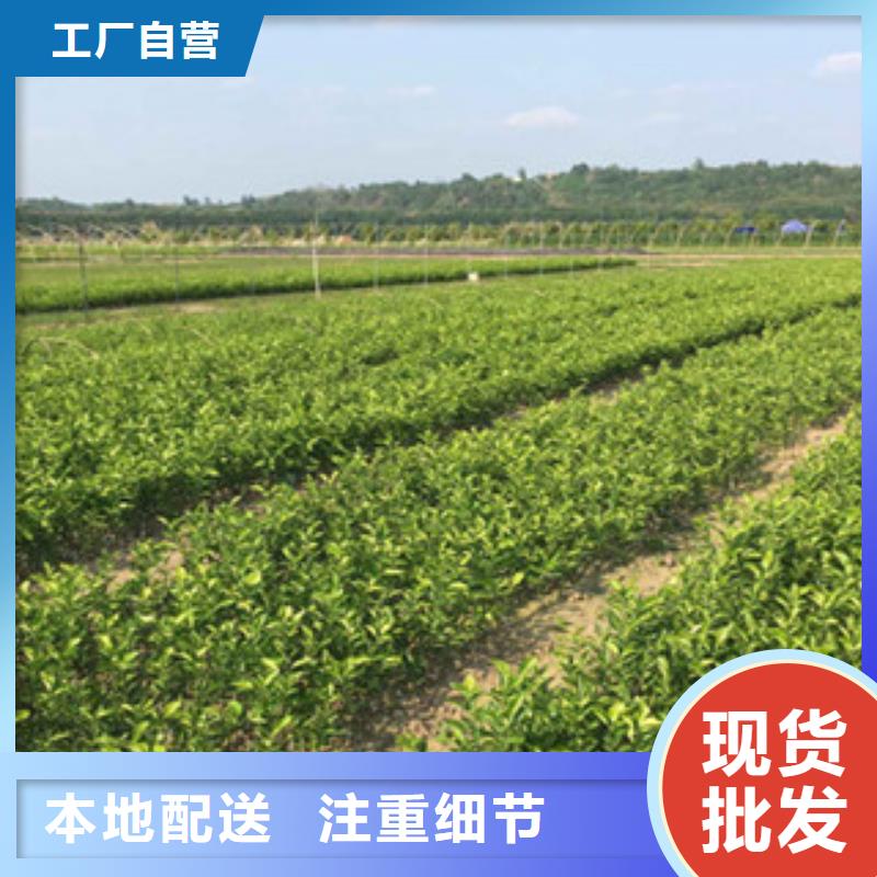 專業銷售李子苗質量有保證