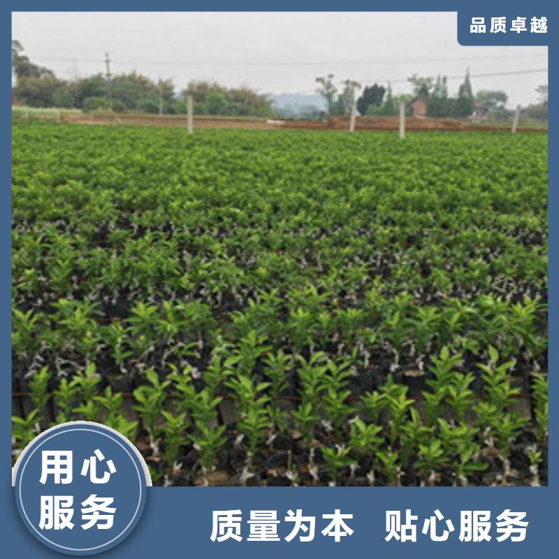 生產銷售李子苗廠家