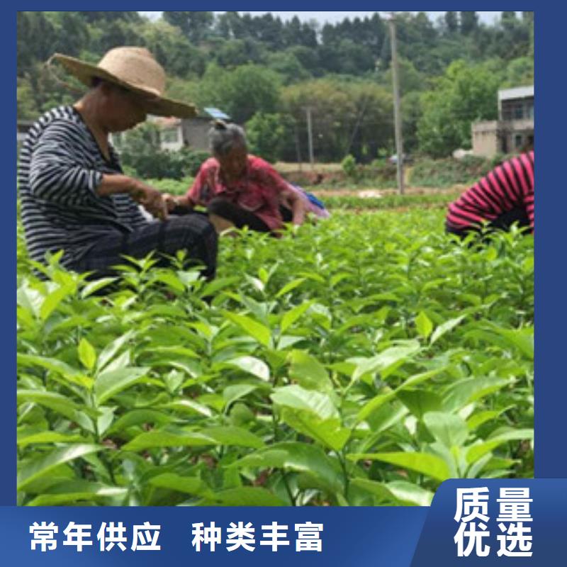 李子苗廠家服務周到