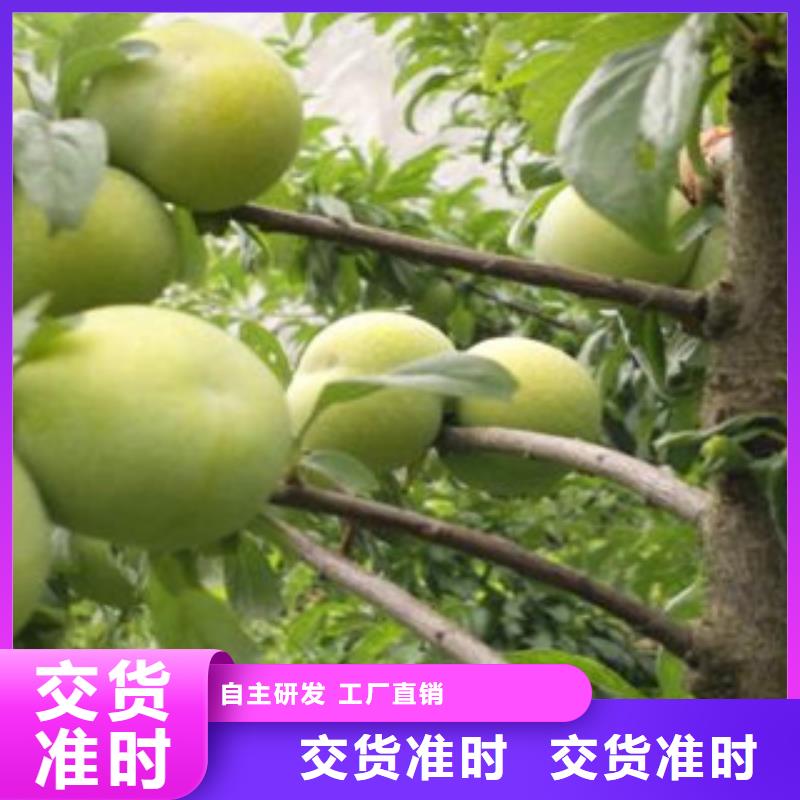 李子苗廠家批發價-讓您滿意