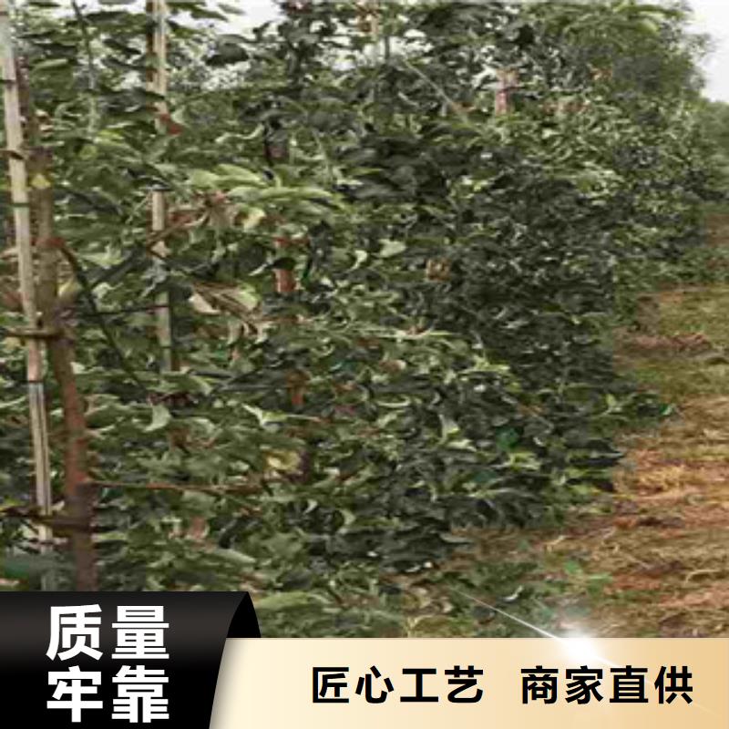 红丽苹果树苗栽培时间