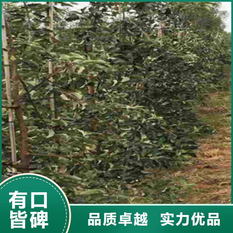 M26苹果砧木树苗量大从优