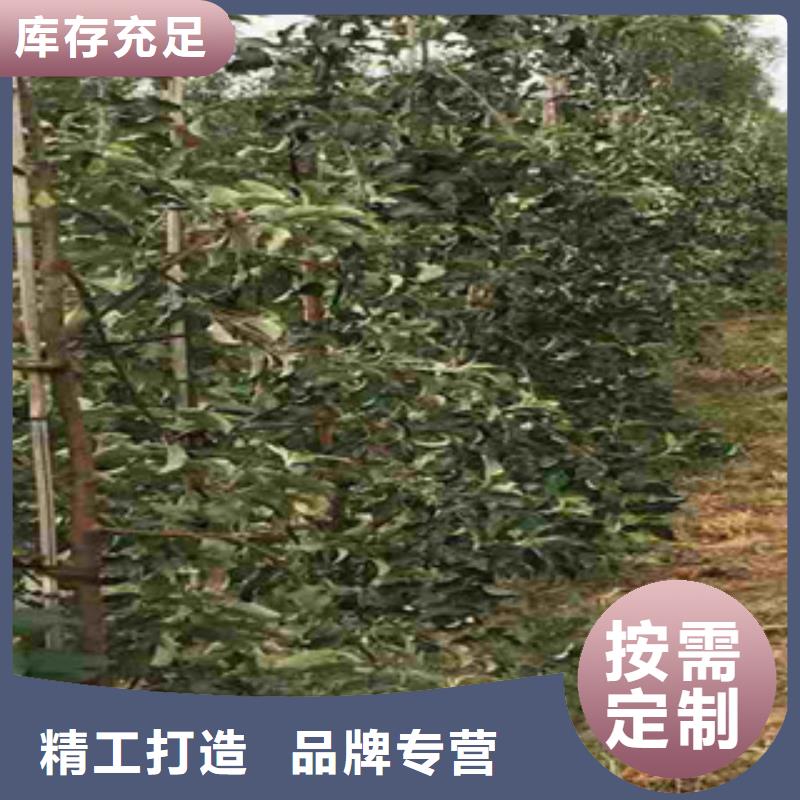 王林苹果苗几年结果