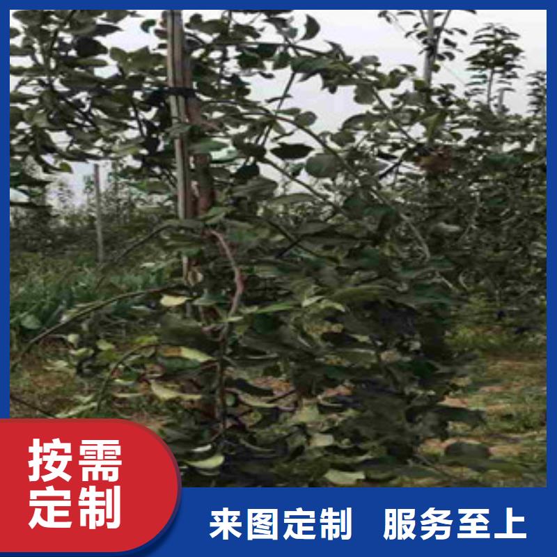 新红将军苹果树苗种植方法