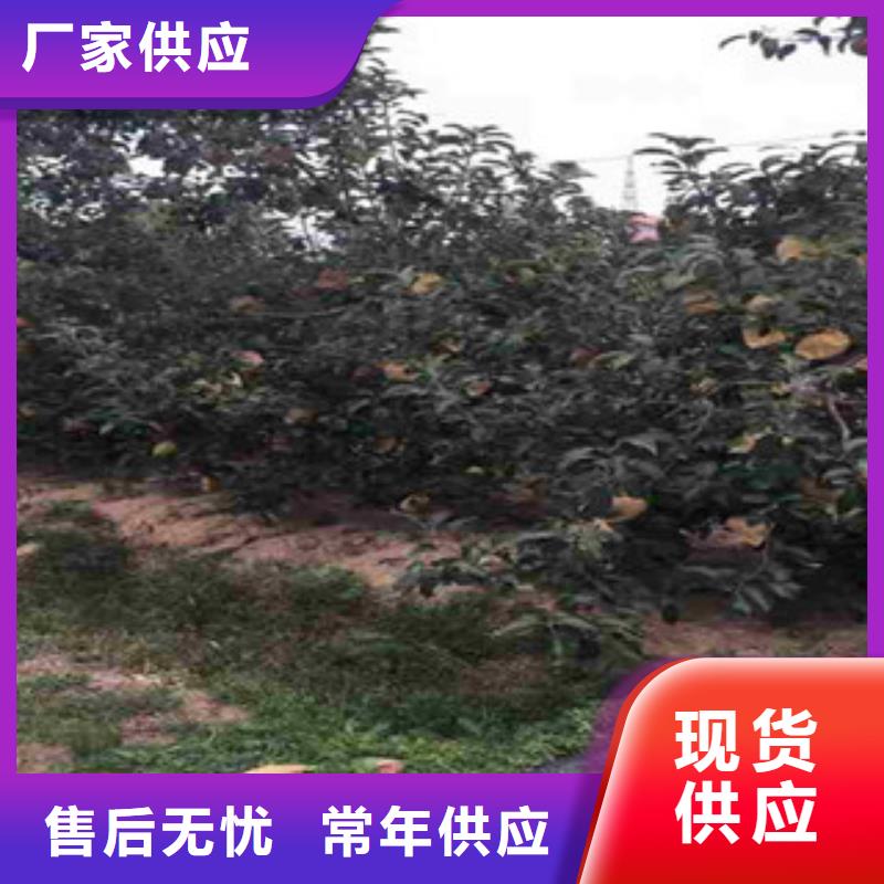 红色之爱苹果树苗种植方法及时间